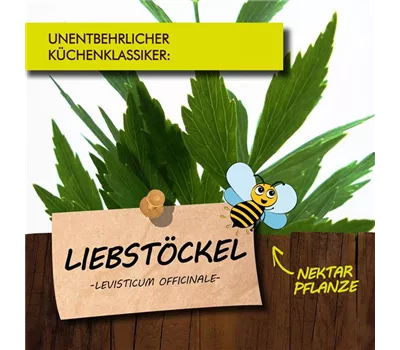 Levisticum officinale LaBio