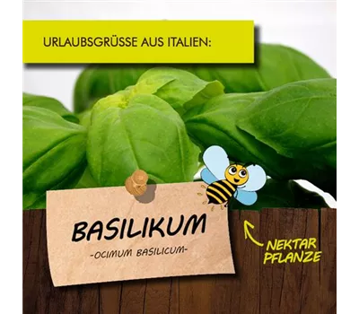 Ocimum basilicum, kleinblättrig LaBio
