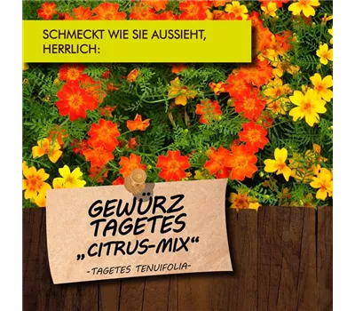 Tagetes tenuifolia LaBio