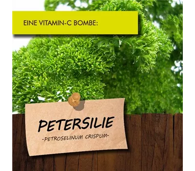 Petroselinum crispum, glatt LaBio