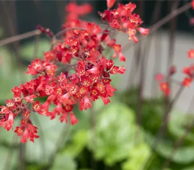 Heuchera sanguinea 'Leuchtkäfer'