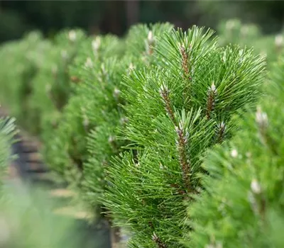 Pinus nigra 'Komet'