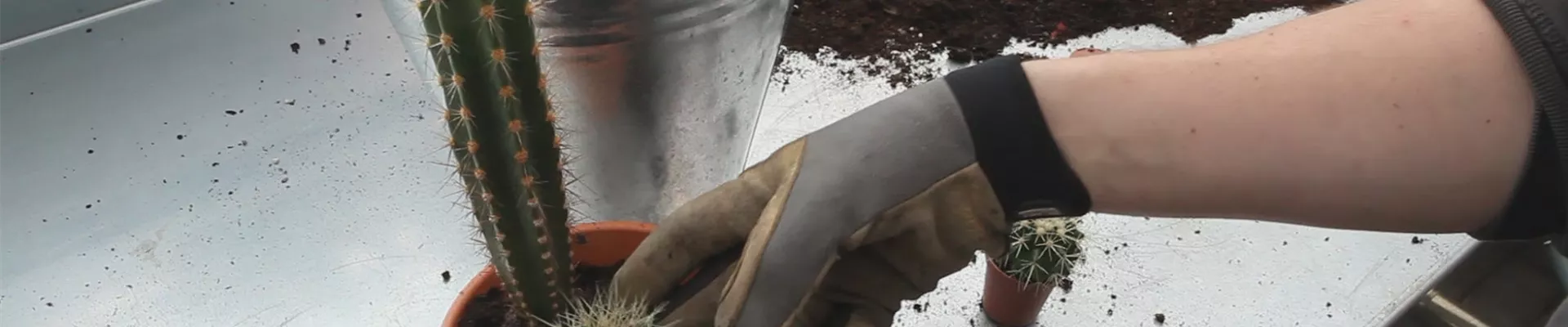 Kakteen - Einpflanzen in ein Gefäß (thumbnail)