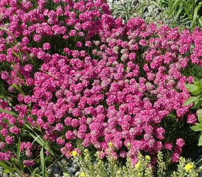 Armeria maritima 'Düsseldorfer Stolz' Armeria maritima 'Düsseldorfer Stolz'