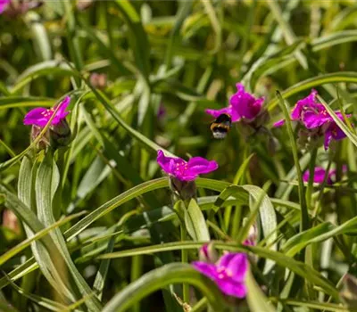 Tradescantia x anders.'Karminglut'