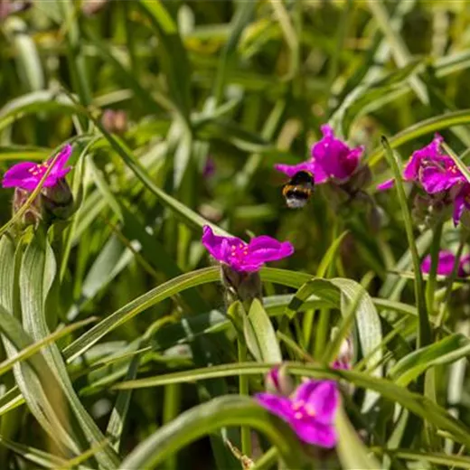 Tradescantia x anders.'Karminglut'