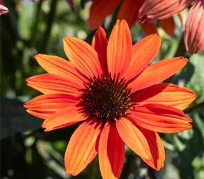 Echinacea purpurea 'Tomato Soup' -R-