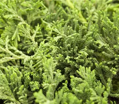 Juniperus horizontalis 'Glauca' Juniperus horizontalis 'Glauca'