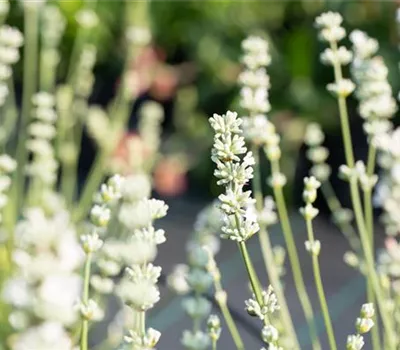 Lavandula x intermedia 'Edelweiß'