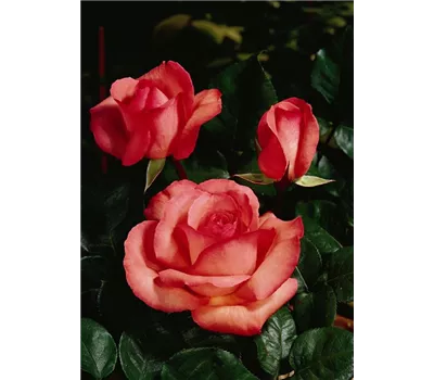 Rosa 'Aachener Dom' -R- TH Rosa 'Aachener Dom' -R- TH