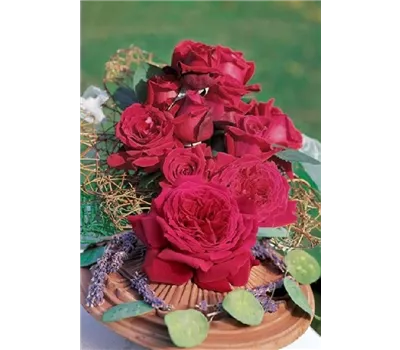 Rosa 'Duftfestival' -R- TH