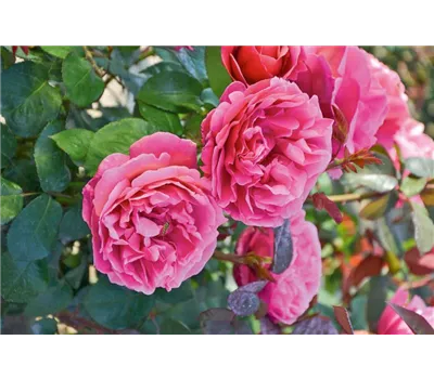 Rosa 'Elbflorenz' TH