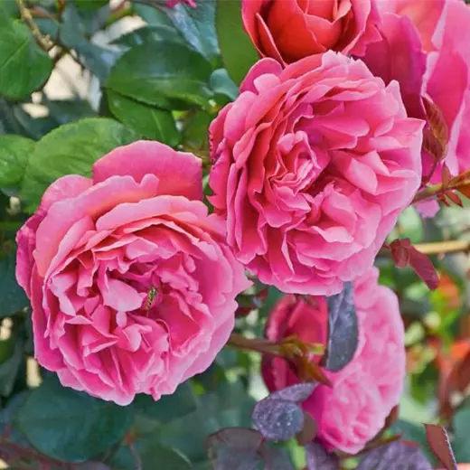 Rosa 'Elbflorenz' TH