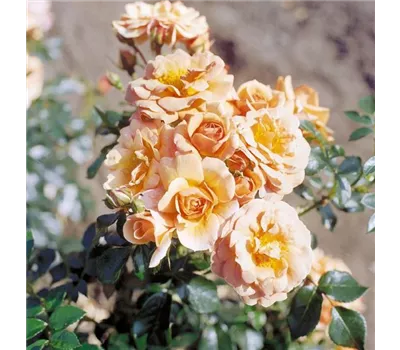 Rosa 'Aprikola' -R- BT Rosa 'Aprikola' -R- BT