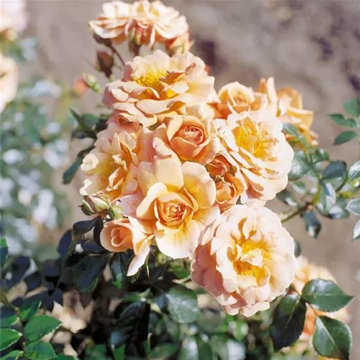 Rosa 'Aprikola' -R- BT