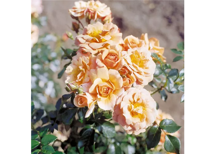 Rosa 'Aprikola' -R- BT