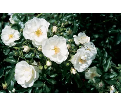 Rosa 'Innocencia' -R- BT Rosa 'Innocencia' -R- BT