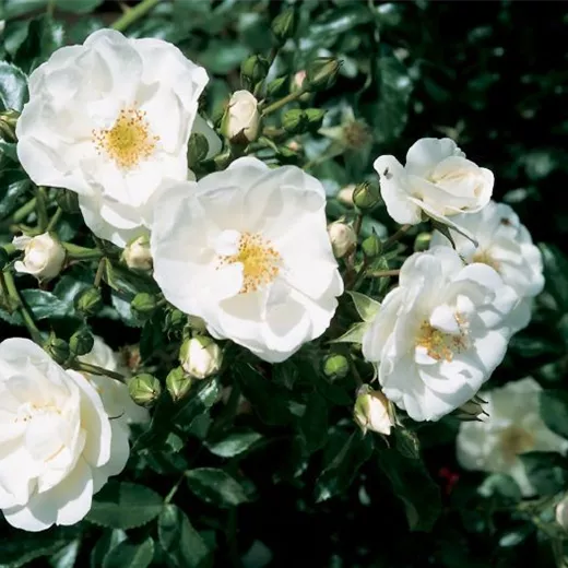 Rosa 'Innocencia' -R- BT