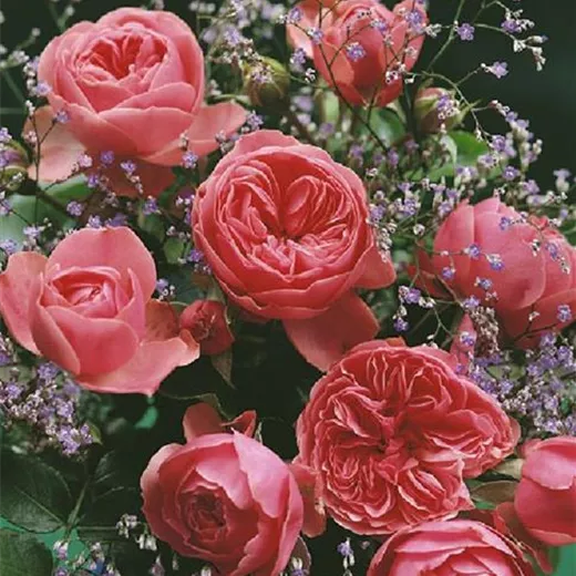 Rosa 'Leonardo da Vinci' -R- BT