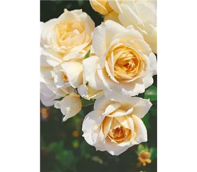 Rosa 'Lions-Rose' -R- BT Rosa 'Lions-Rose' -R- BT
