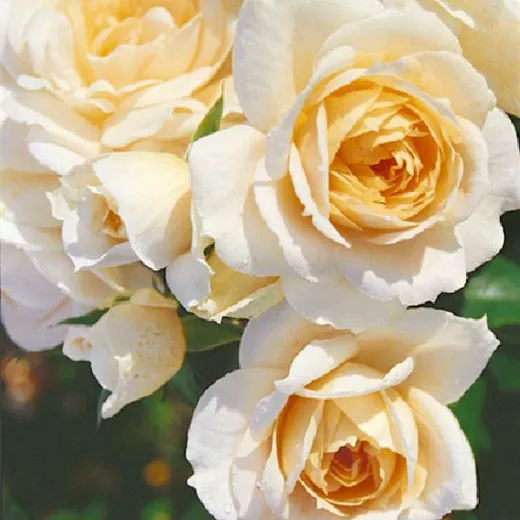 Rosa 'Lions-Rose' -R- BT Rosa 'Lions-Rose' -R- BT