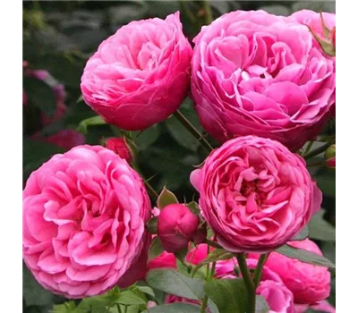 Rosa 'Pomponella' -R- BT