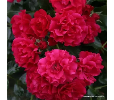 Rosa 'Gärtnerfreude' -R- BDR