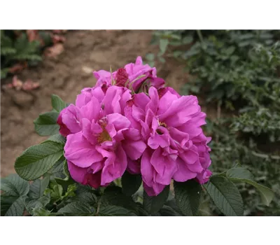 Rosa 'Moje Hammarberg' BDR Rosa 'Moje Hammarberg' BDR