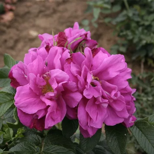 Rosa 'Moje Hammarberg' BDR Rosa 'Moje Hammarberg' BDR