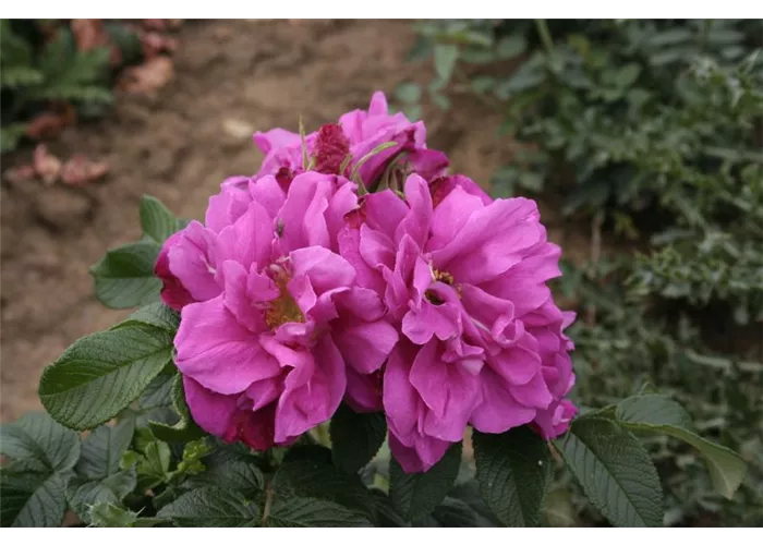 Rosa 'Moje Hammarberg' BDR