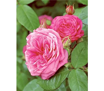 Rosa 'Gertrude Jekyll' -R- STR