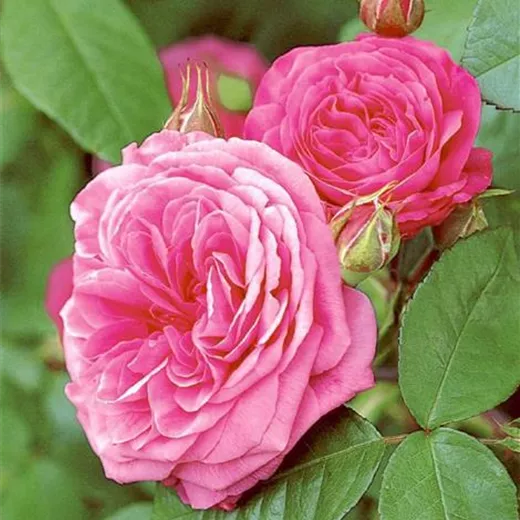Rosa 'Gertrude Jekyll' -R- STR