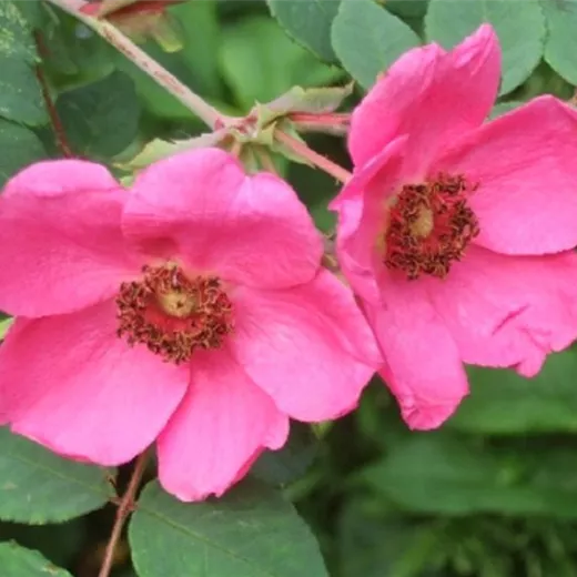 Rosa moyesii