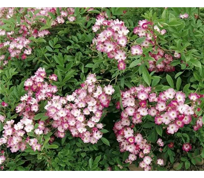 Rosa 'Mozart' STR Rosa 'Mozart' STR