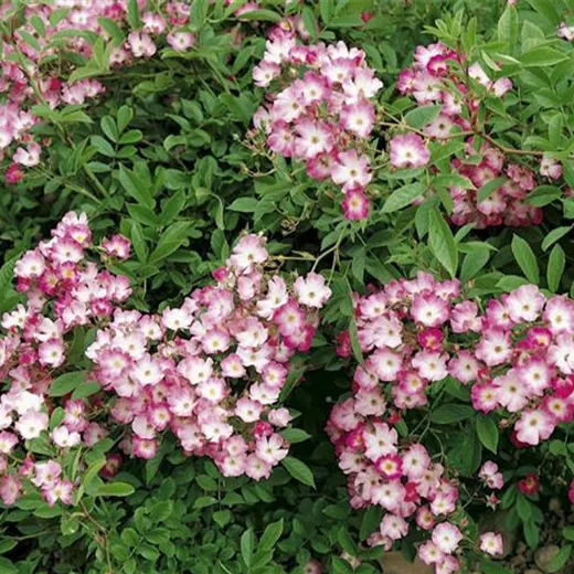 Rosa 'Mozart' STR