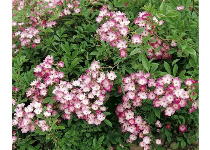 Rosa 'Mozart' STR