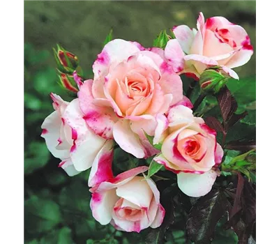 Rosa 'Rosenstadt Freising' -R- STR Rosa 'Rosenstadt Freising' -R- STR