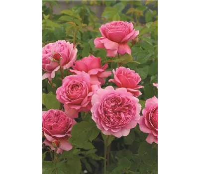 Rosa 'Princess Alexandra of Kent' -R- STR