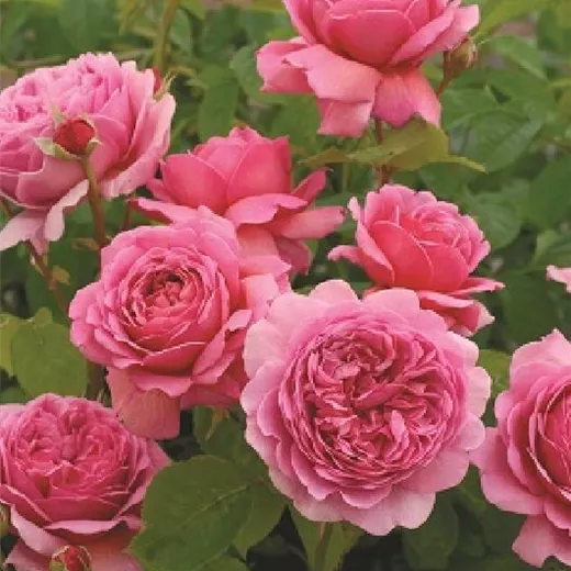 Rosa 'Princess Alexandra of Kent' -R- STR