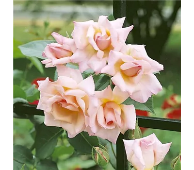 Rosa 'Compassion' -R- KL