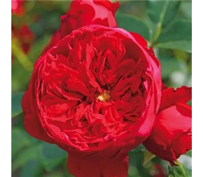 Rosa 'Florentina' -R- KL