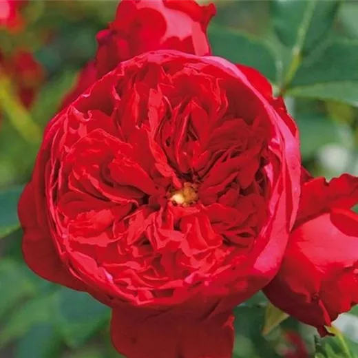 Rosa 'Florentina' -R- KL