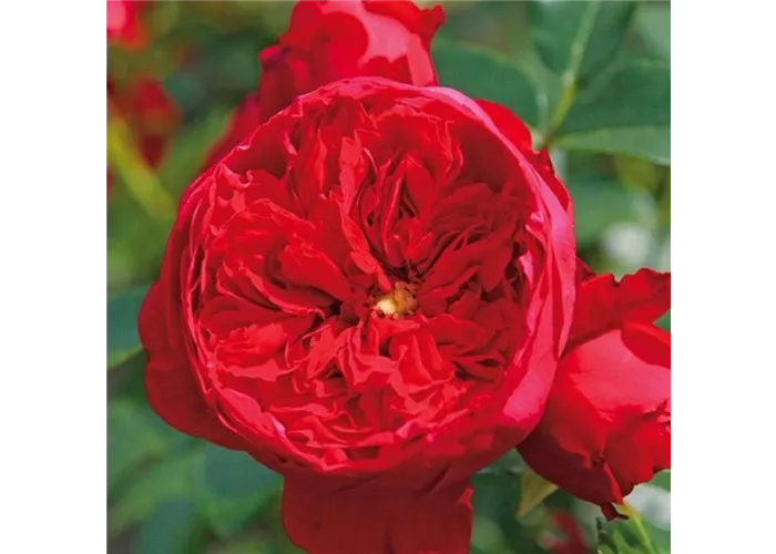 Rosa 'Florentina' -R- KL