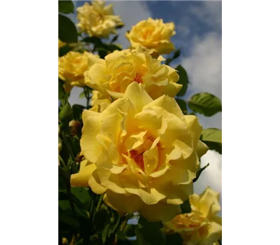 Rosa 'Golden Gate' -R- KL Rosa 'Golden Gate' -R- KL