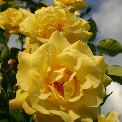 Rosa 'Golden Gate' -R- KL