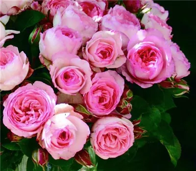 Rosa 'Mini Eden Rose' -R- KL