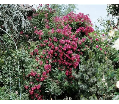 Rosa 'Maria Lisa' KL Rosa 'Maria Lisa' KL