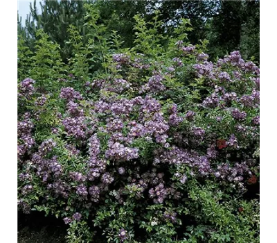 Rosa 'Veilchenblau' KL