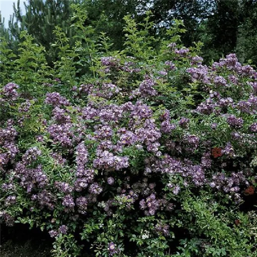 Rosa 'Veilchenblau' KL