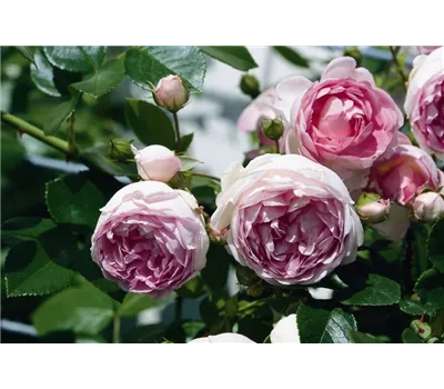 Rosa 'Jasmina' -R- KL
